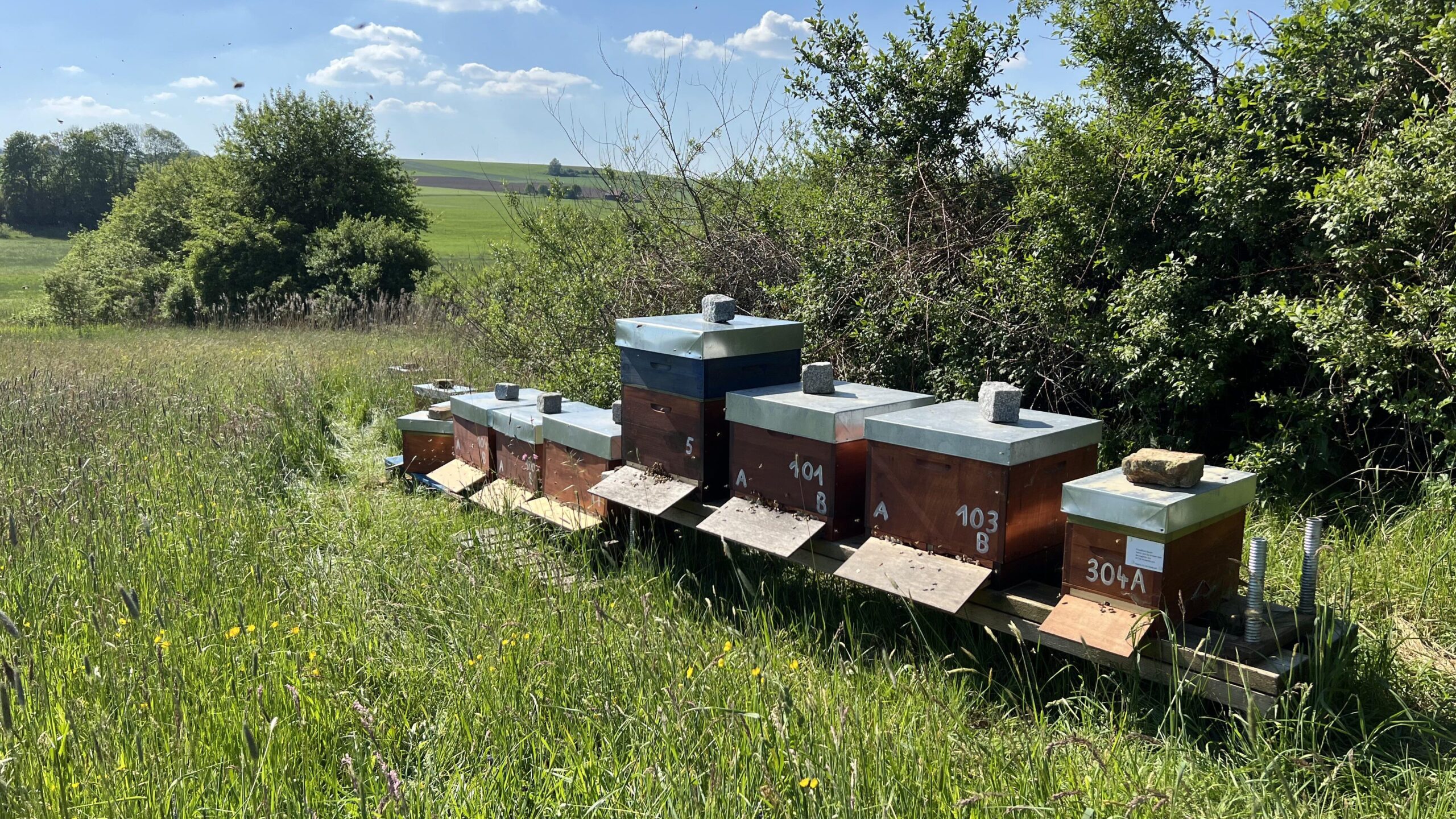 Bienenstand Haselbach